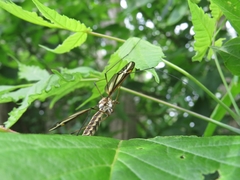 Tipula noveboracensis