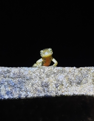 Lissotriton boscai