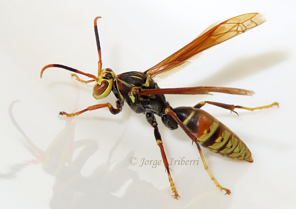 Buysson's Paper Wasp