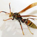 Buysson's Paper Wasp - Photo (c) jorgeiriberri47, some rights reserved (CC BY-NC)