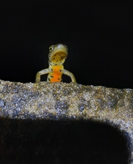 Lissotriton boscai