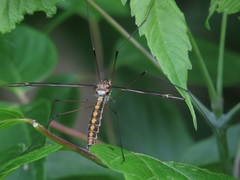 Tipula noveboracensis