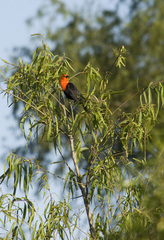 Amblyramphus holosericeus