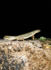 Lissotriton boscai