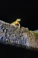Lissotriton boscai