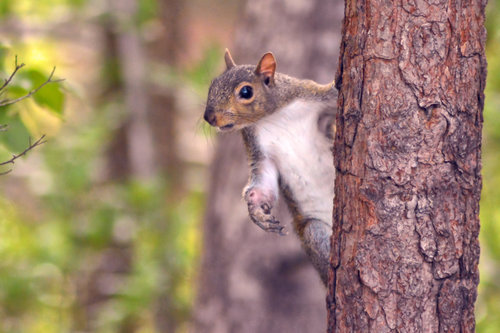 Eastern Gray Squirrel photographed in South Carolina