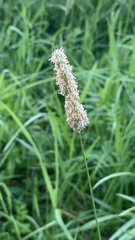 Alopecurus pratensis