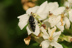 Acmaeodera ornata