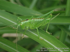 Tettigonia orientalis
