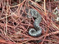 Crotalus intermedius