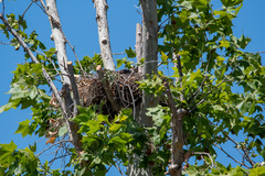 Accipiter cooperii