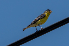 Spinus psaltria