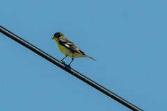 Spinus psaltria