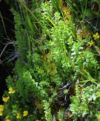 Cruciata pedemontana