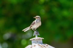 Mimus polyglottos
