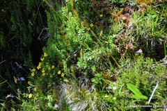 Cruciata pedemontana