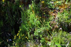 Cruciata pedemontana