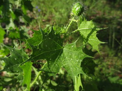 Cnidoscolus angustidens