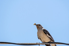 Mimus polyglottos