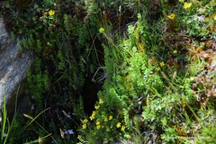 Cruciata pedemontana