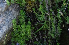 Cruciata pedemontana