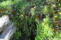 Cruciata pedemontana