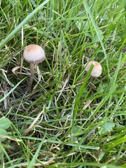 Panaeolus fimicola