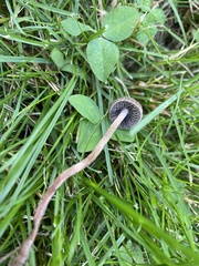 Panaeolus fimicola