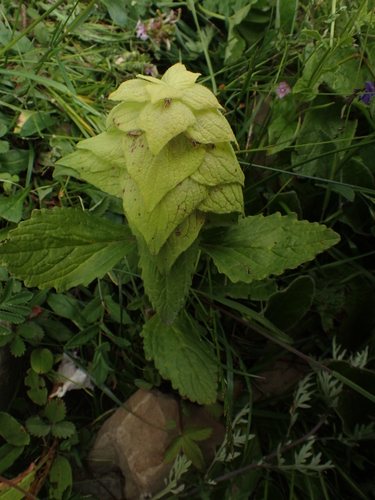 Ajuga lupulina, photograph 6