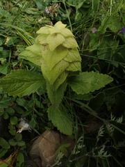 Ajuga lupulina, photograph (c) Étienne Léveillé-Bourret, some rights reserved (CC BY)