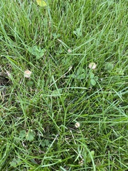 Panaeolus fimicola