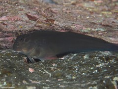 Ophioblennius atlanticus