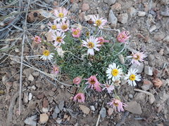 Erigeron compactus