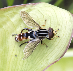 Anasimyia grisescens