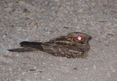 Caprimulgus ruficollis