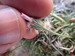 Erigeron compactus