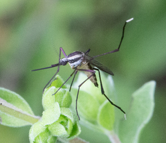 Psorophora longipalpus