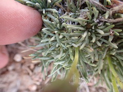 Erigeron compactus