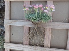 Erigeron compactus