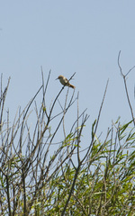 Limnoctites rectirostris