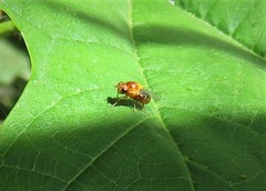 Thaumatomyia rubida