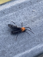 Plecia americana