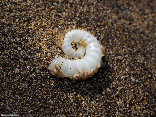 photo of Ram's Horn Squid (Spirula spirula)