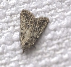 Nola desmotes