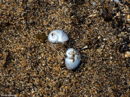 photo of Violet Sea Snail (Janthina janthina)