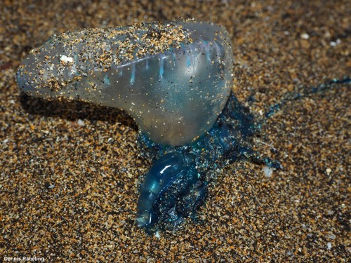 photo of Portuguese Man O' War (Physalia physalis)