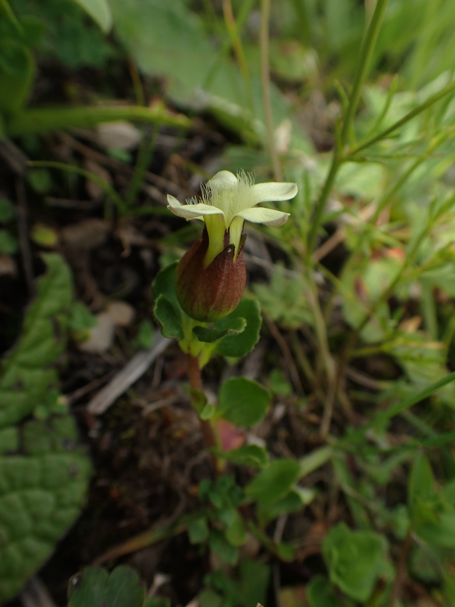 Cyananthus flavus