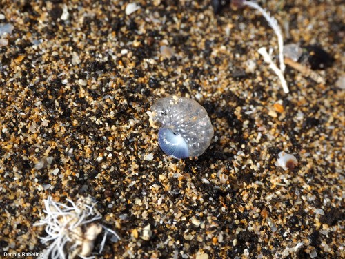 photo of Violet Sea Snail (Janthina janthina)