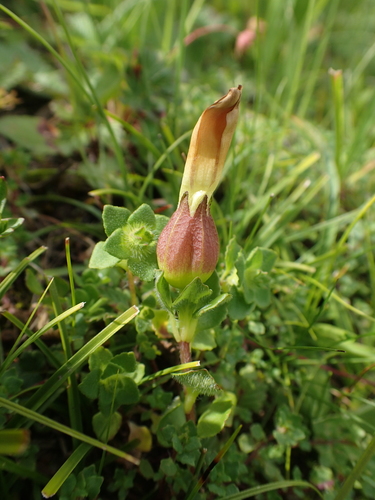 Image of Cyananthus Flavus (Cyananthus flavus) by (c) Étienne Léveillé-Bourret, some rights reserved (CC BY)
