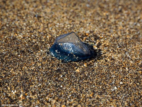 photo of By-the-wind Sailor (Velella velella)